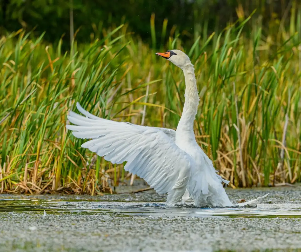 Swan Spreading its Wings in a Lake